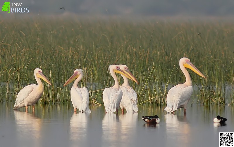 Great White Pelican